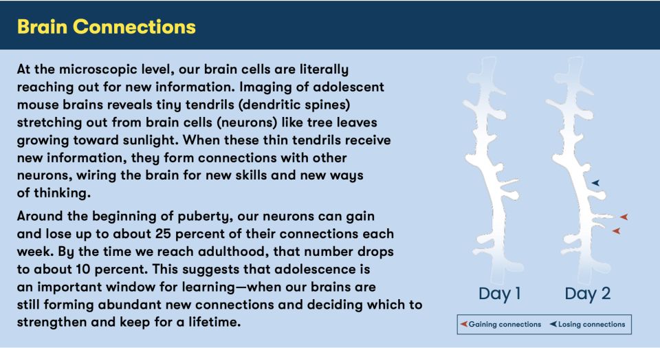 Description of how brain cells form connections during adolescence