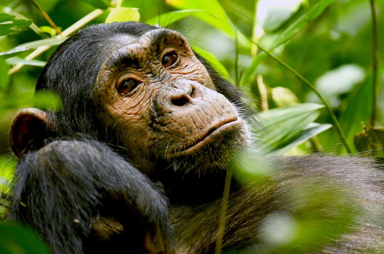 Image for Science Article Image: Adolescent Monkey