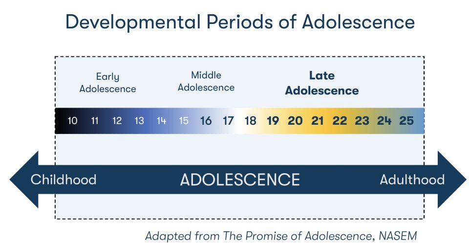 Stages of development, highlighting later adolescence (16 to 24)
