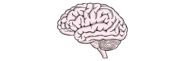 brain